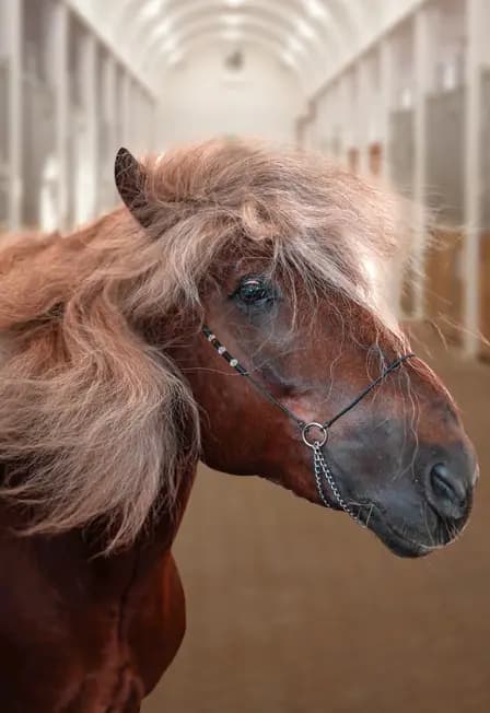 Тематическая экскурсия по Демонстрационной конюшне