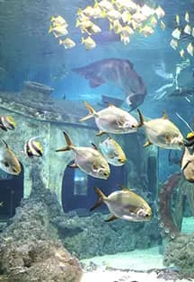 Воронежский океанариум