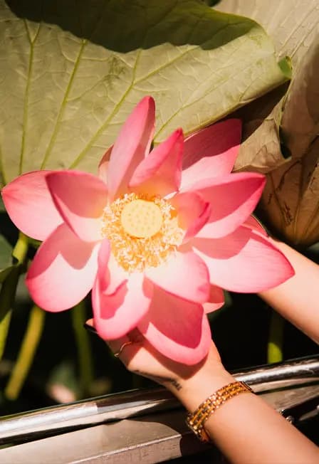 Тур на лотосовые поля