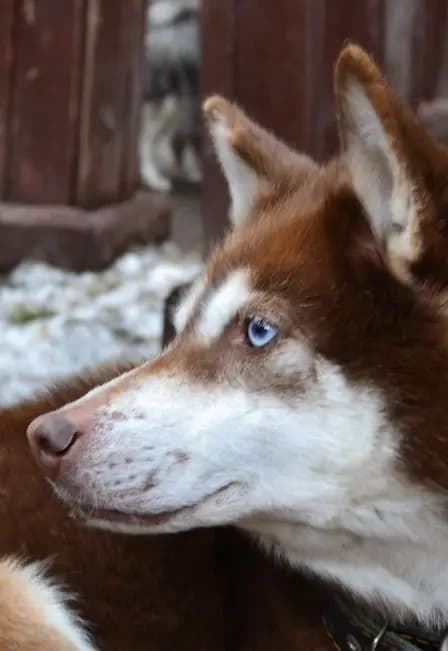 Уральская перезагрузка: горы, скалы и олени