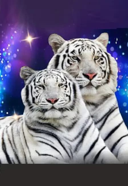 Цирк Виват. Шоу "Белые тигры"