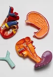 Как устроен человек?