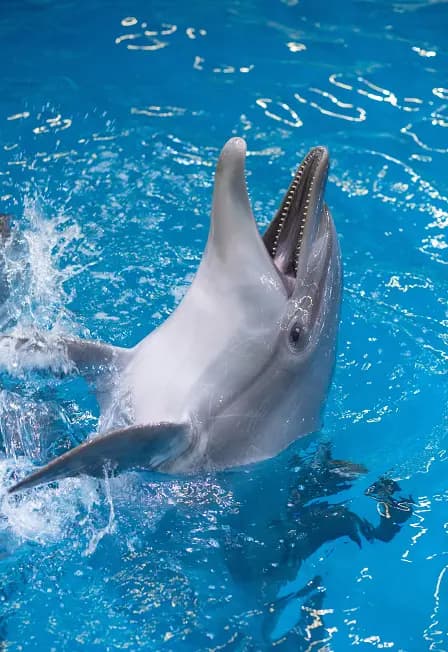 Шоу дельфинов