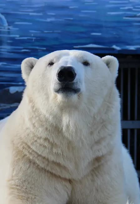 Входной билет в Пермский зоопарк