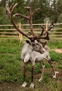 Однодневный тур «Знакомство с Карелией: хаски, олени, водопады и горный парк "Рускеала»