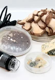 В царстве грибов