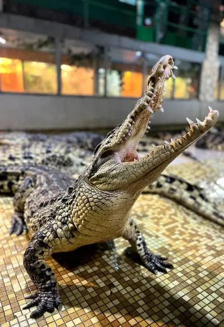 Посещение крокодиловой фермы "Крокодилвиль"