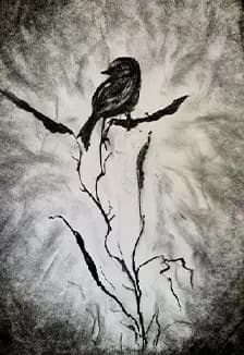 Рисование натуральным углем. Программа