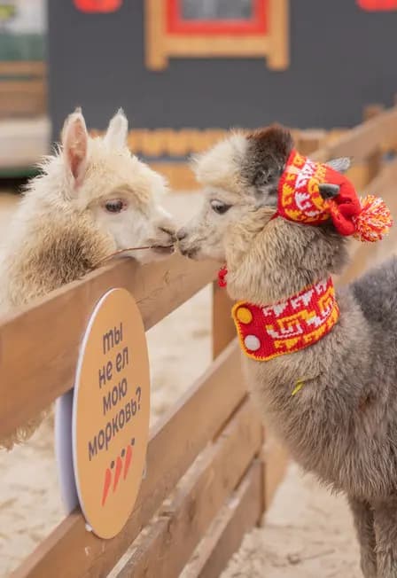 Экскурсия в выходные и праздники в парк альпак Пача Мама Ростов