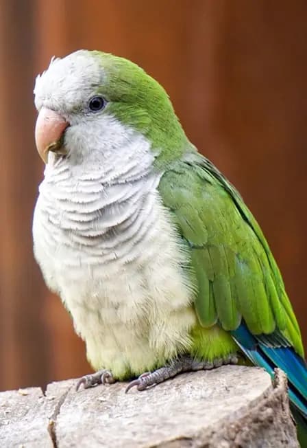 Попугариум