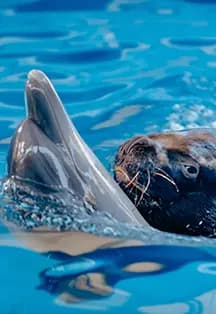 Вокруг Света