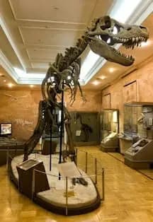 Музей естественной истории Татарстана