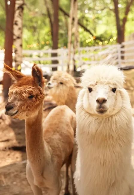 Парк Альпак «Симба» в Москве: погладь, угости и сделай фото с милыми животными!⠀