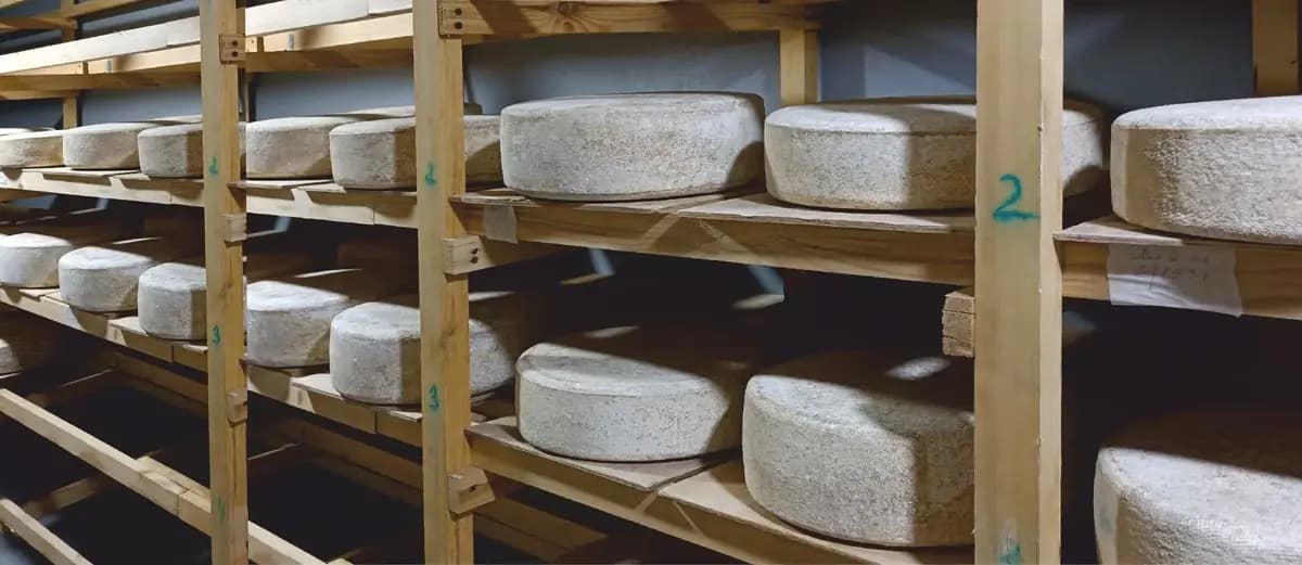 Экскурсия на сыроварню «Сырник»