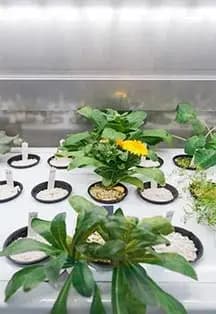 Флорариум. Как все устроено