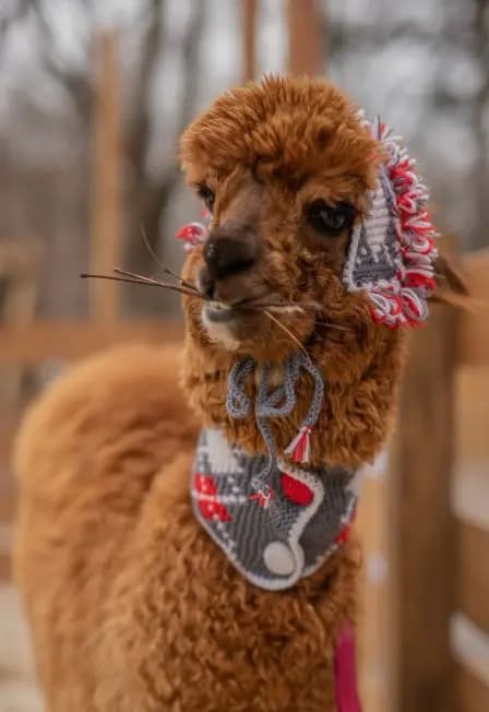 Бьюти-утро с альпаками в Пача Мама