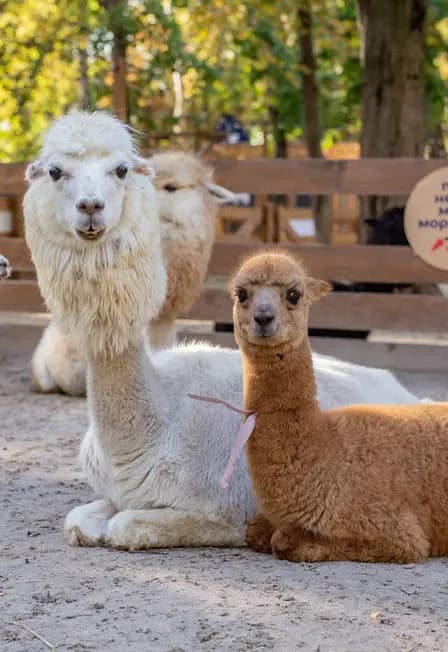 Экскурсия в парк альпак Пача Мама Домодедово