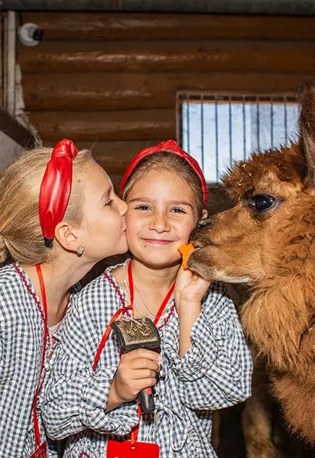 Бьюти-утро с альпаками