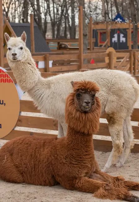 Экскурсия в будни парк альпак Пача Мама Ростов