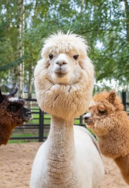 Экскурсия в Парк Альпак Пача Мама Рыбинск