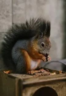 Мини-зоопарк "Джунгли House"