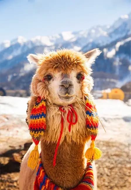 Пача Мама. Парк Альпак