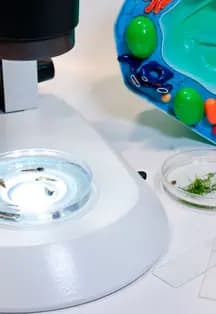 Кто в пруду?