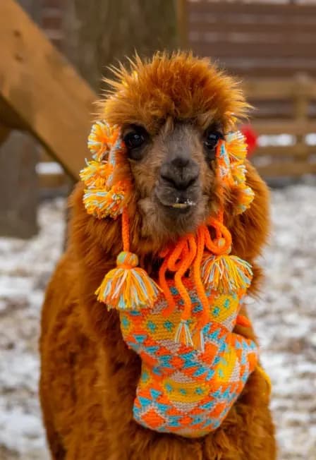 Экскурсия в выходные в Парк альпак Пача Мама