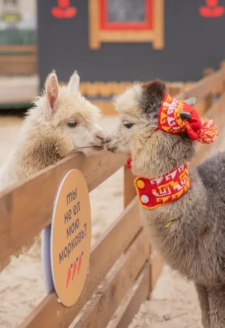 Экскурсия в будни в Парк альпак Пача Мама