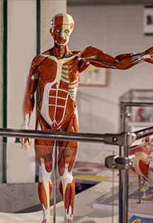 Внутри Человека