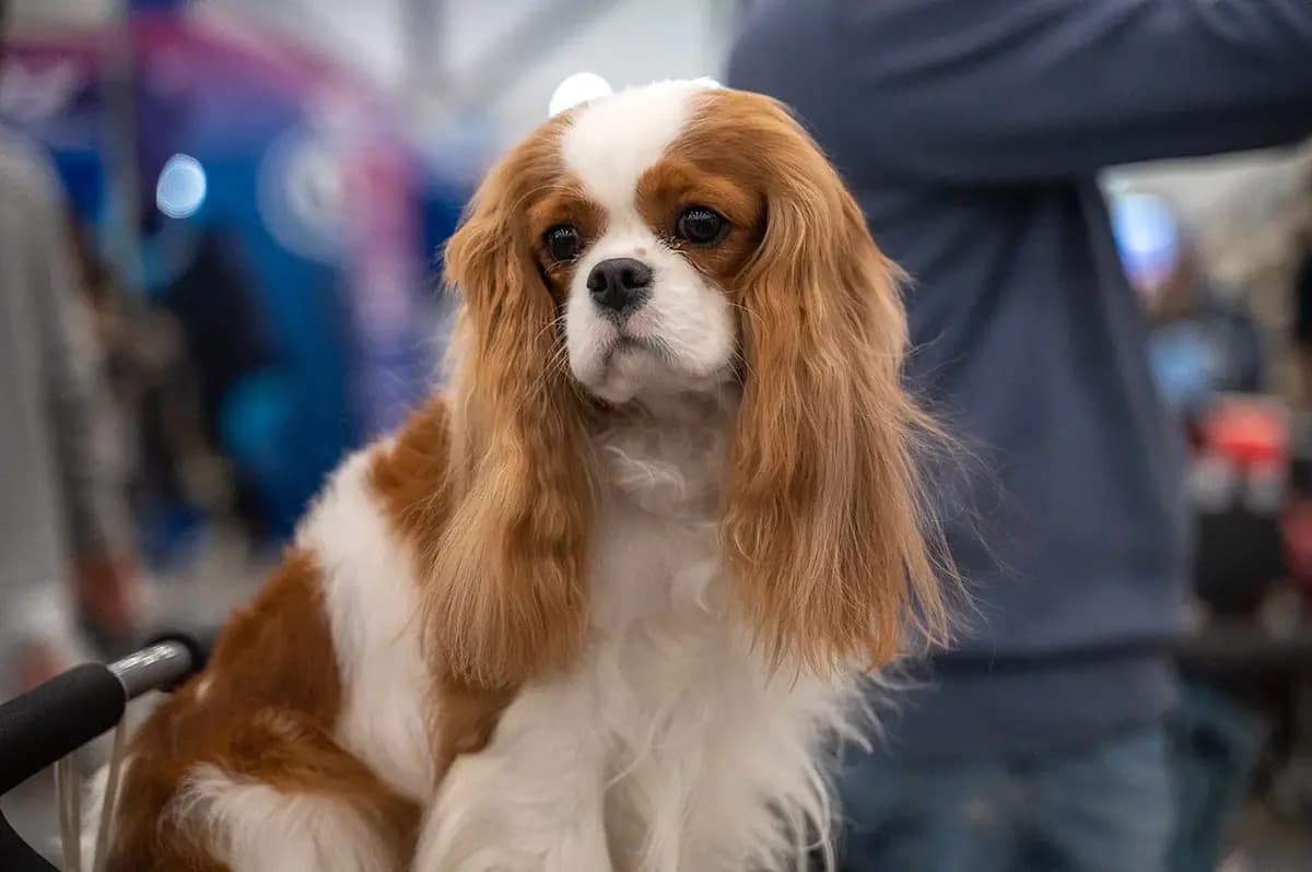 Город собак. Весна 2026 (Экспофорум)