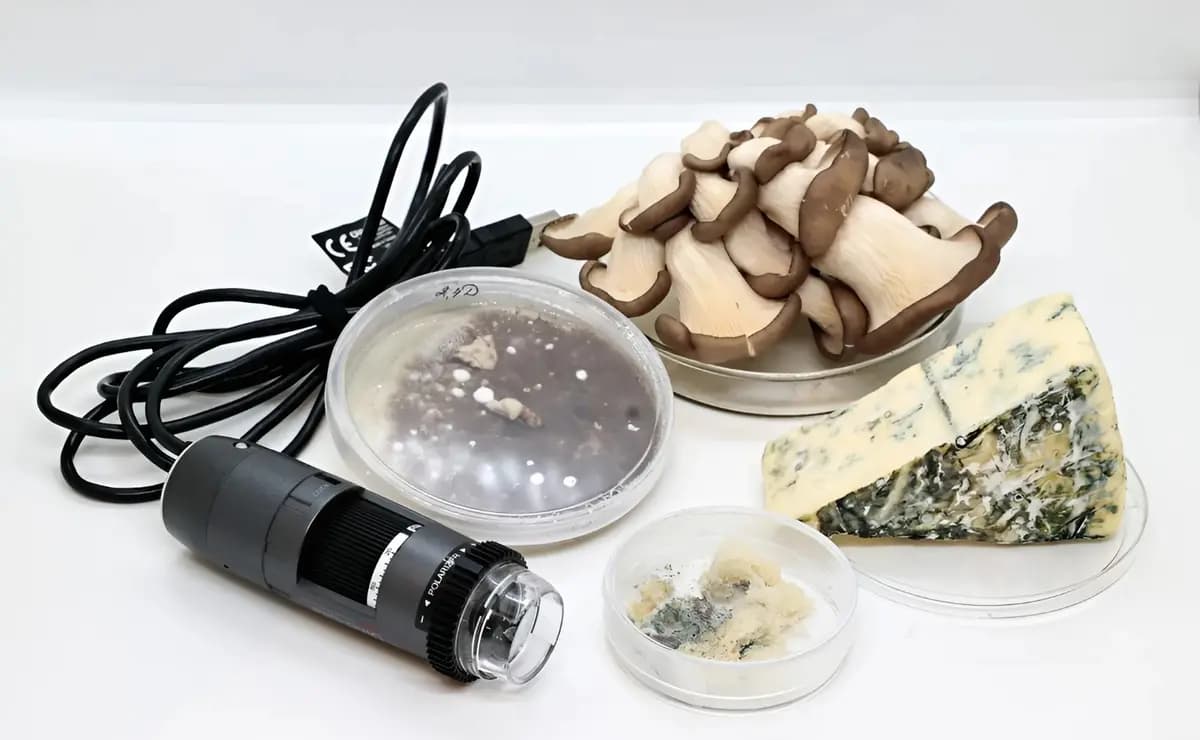 В царстве грибов (Зарядье)