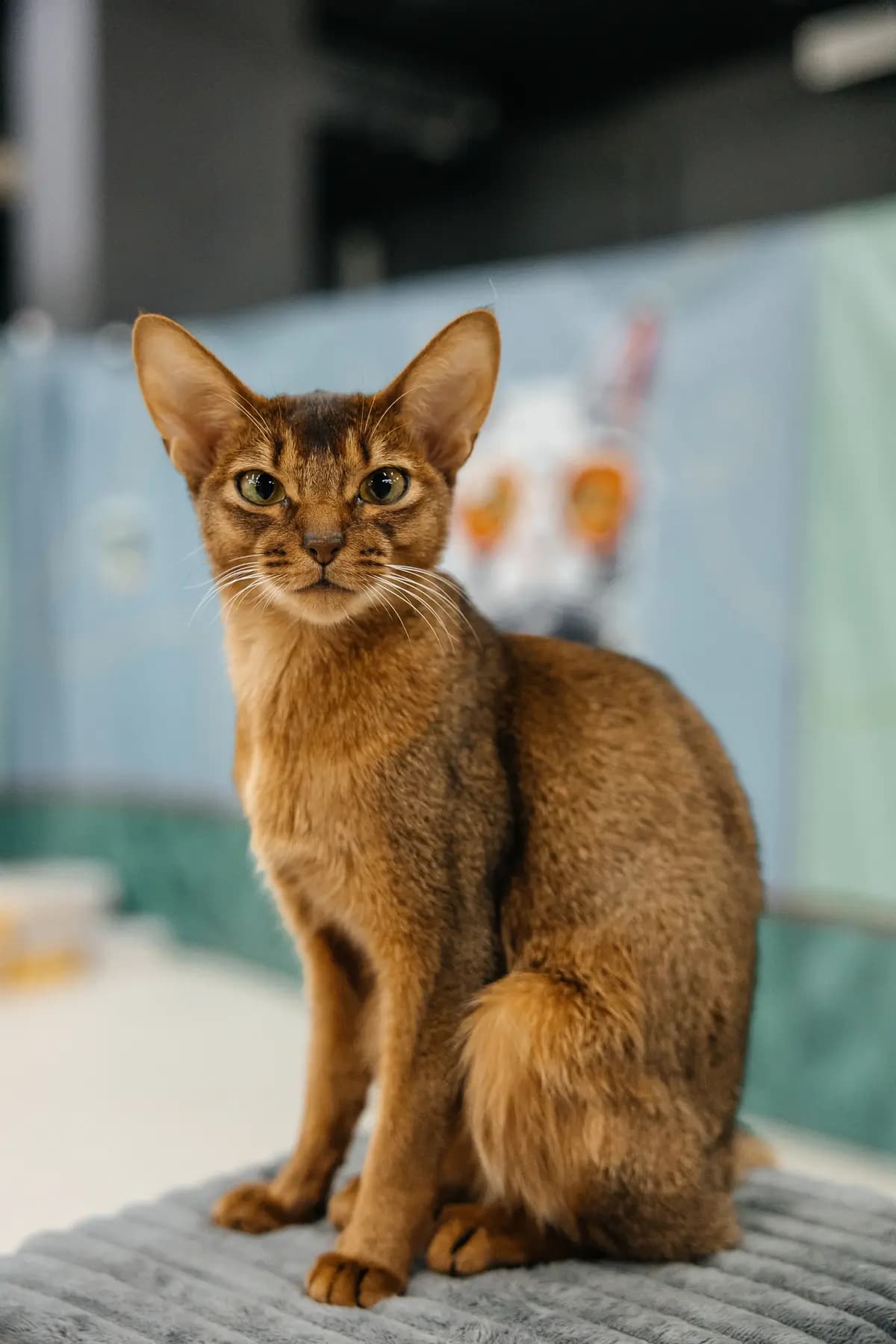 Мурфест (ТРЦ «Радуга»)