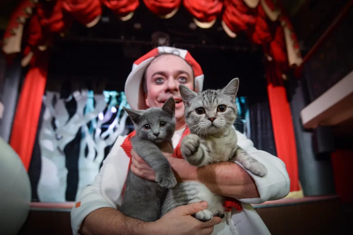 Котобум. Дмитрий Куклачёв (Золотое кольцо)