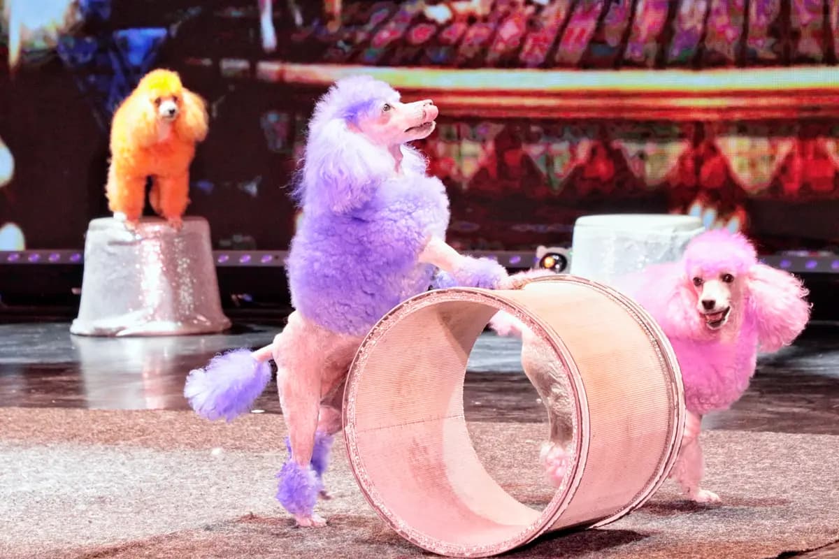 Шоу зверей (Театр иллюзии)