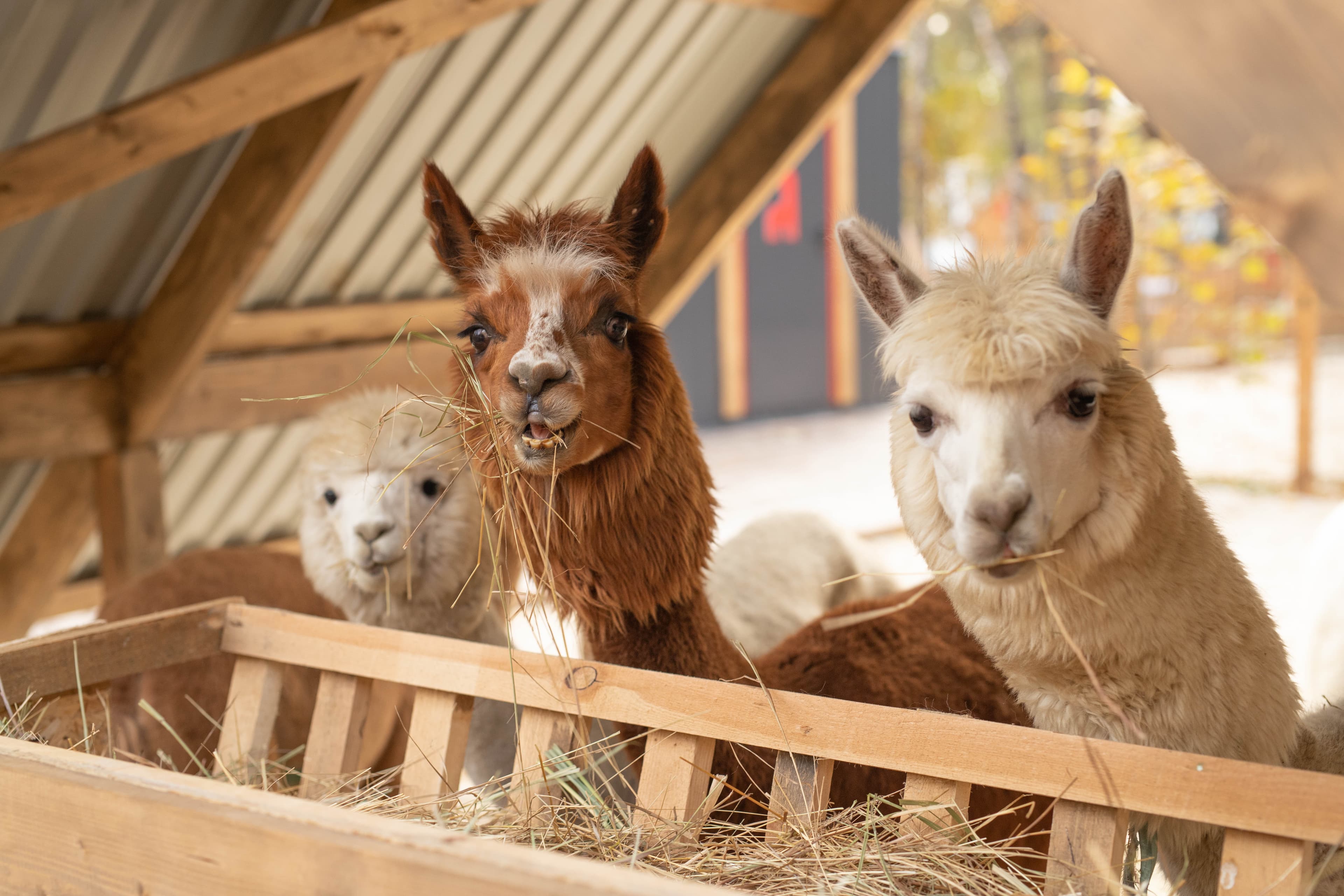 Экскурсия в выходные и праздники в парк альпак «Пача мама» (Парк альпак «Пача мама»)