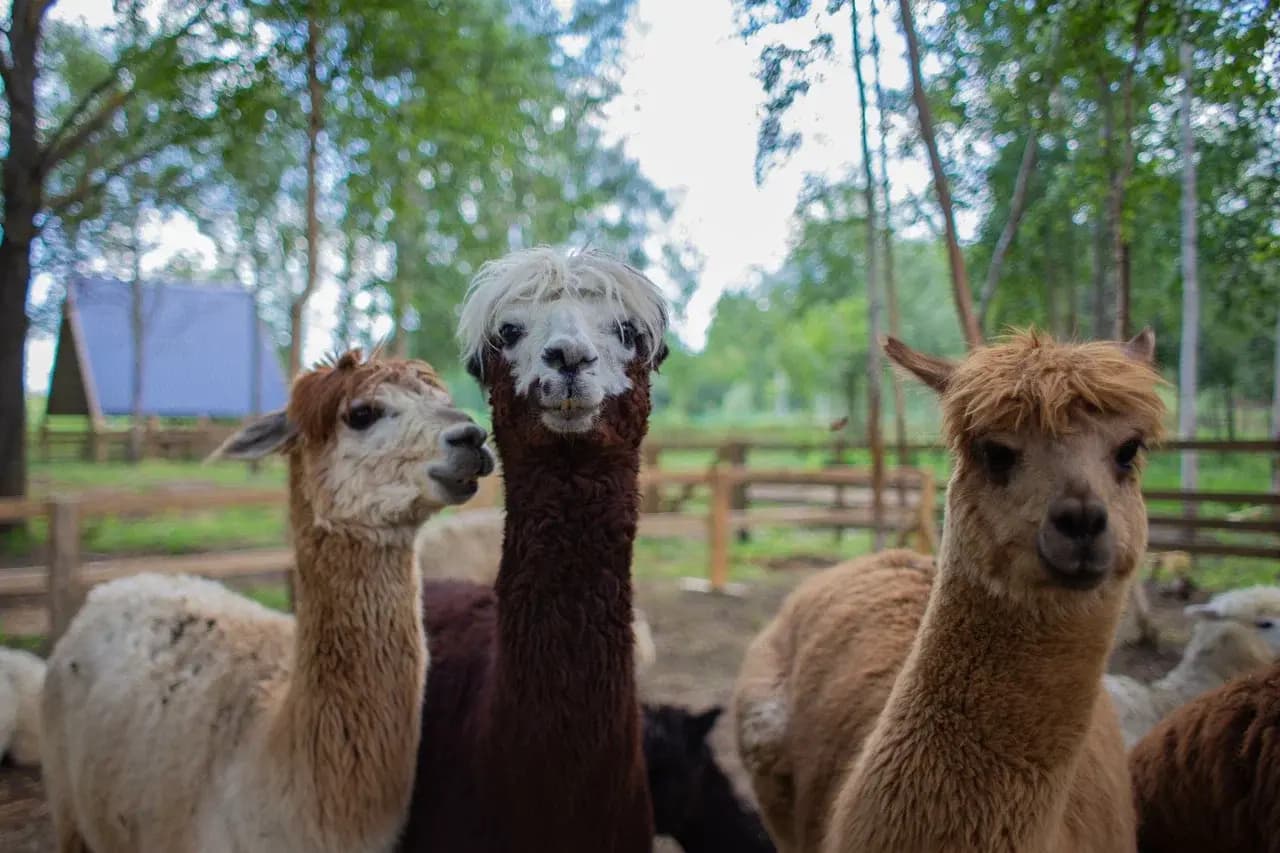 Экскурсия в выходные дни и праздники в парк альпак «Пача мама» (Парк альпак «Пача мама» (Верхний Бор))