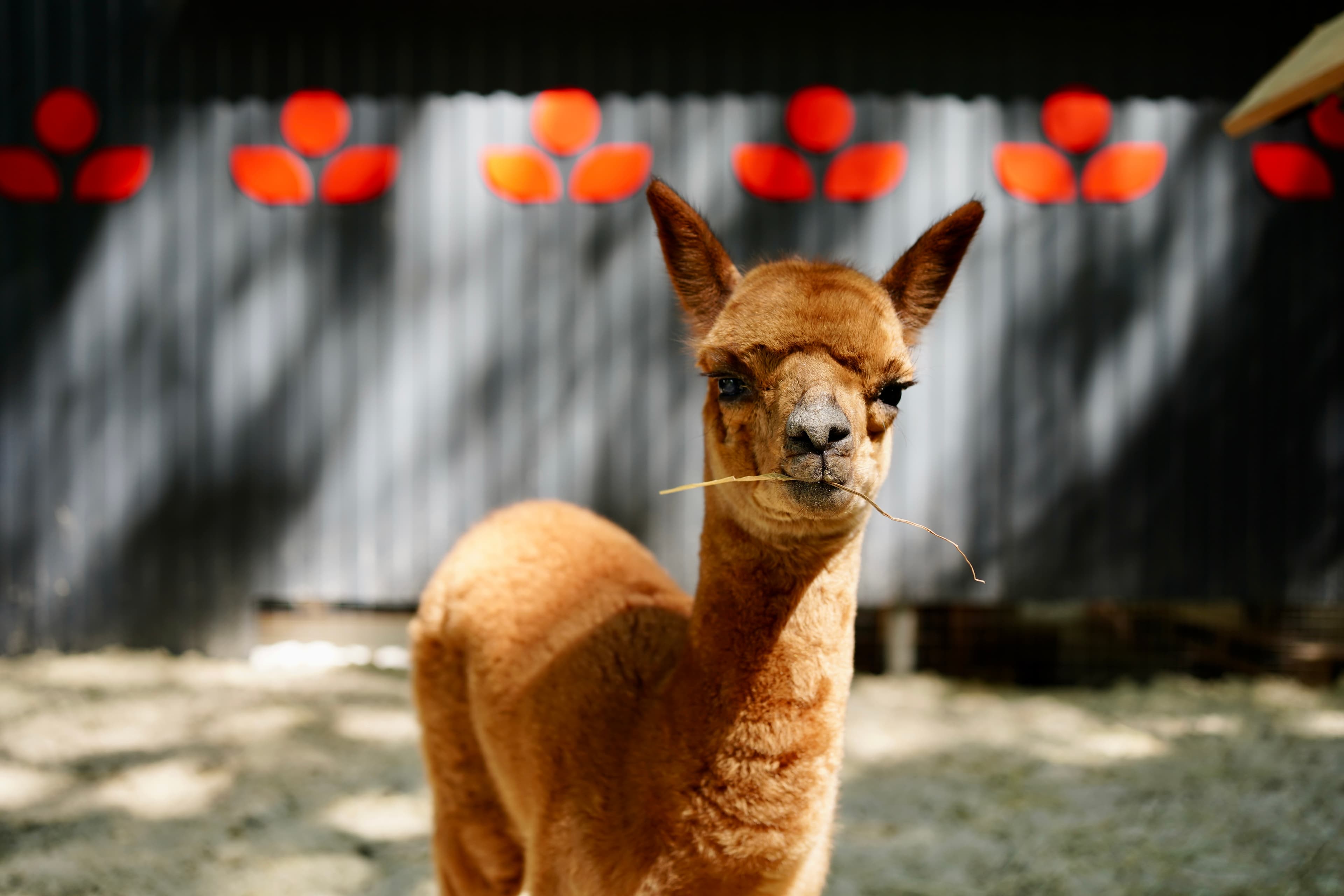 Бьюти-утро с альпаками в «Пача Мама» (Парк альпак «Пача мама»)
