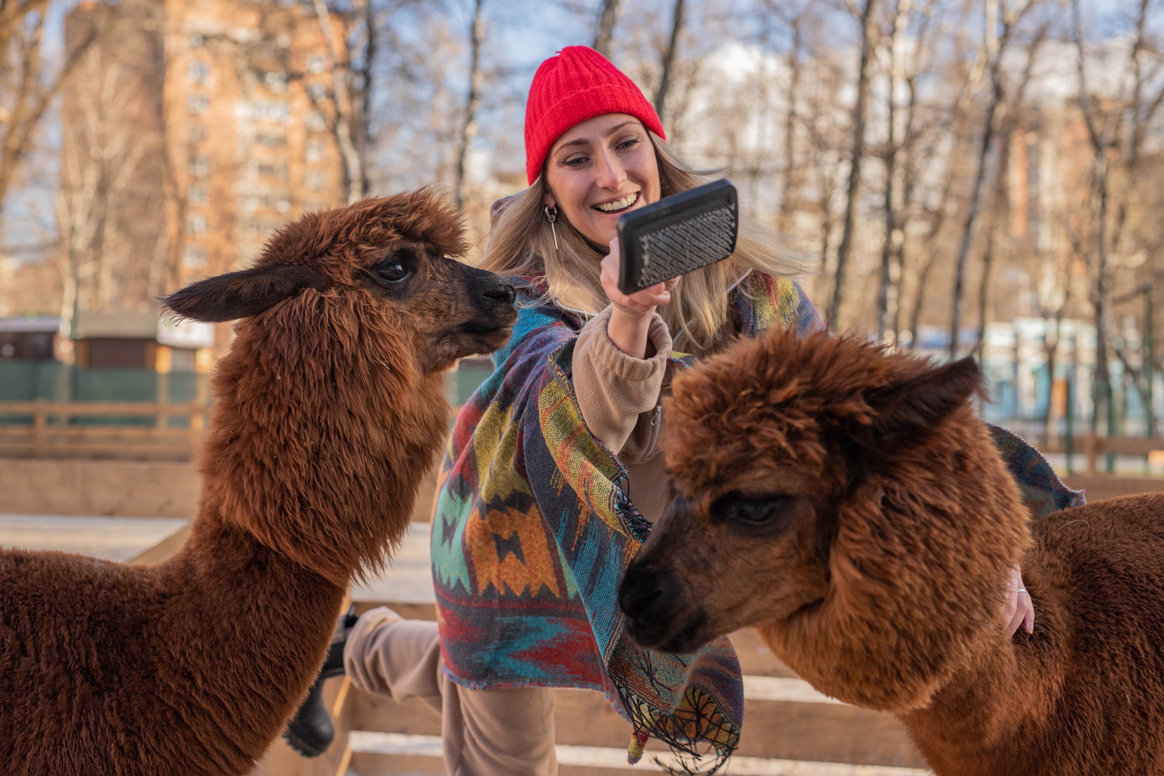 Бьюти-утро с альпаками (Парк альпак «Пача мама»)