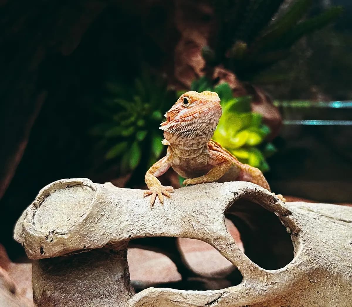 Бородатые агамы. Интерактивное знакомство с экзотическими животными (Panteric)