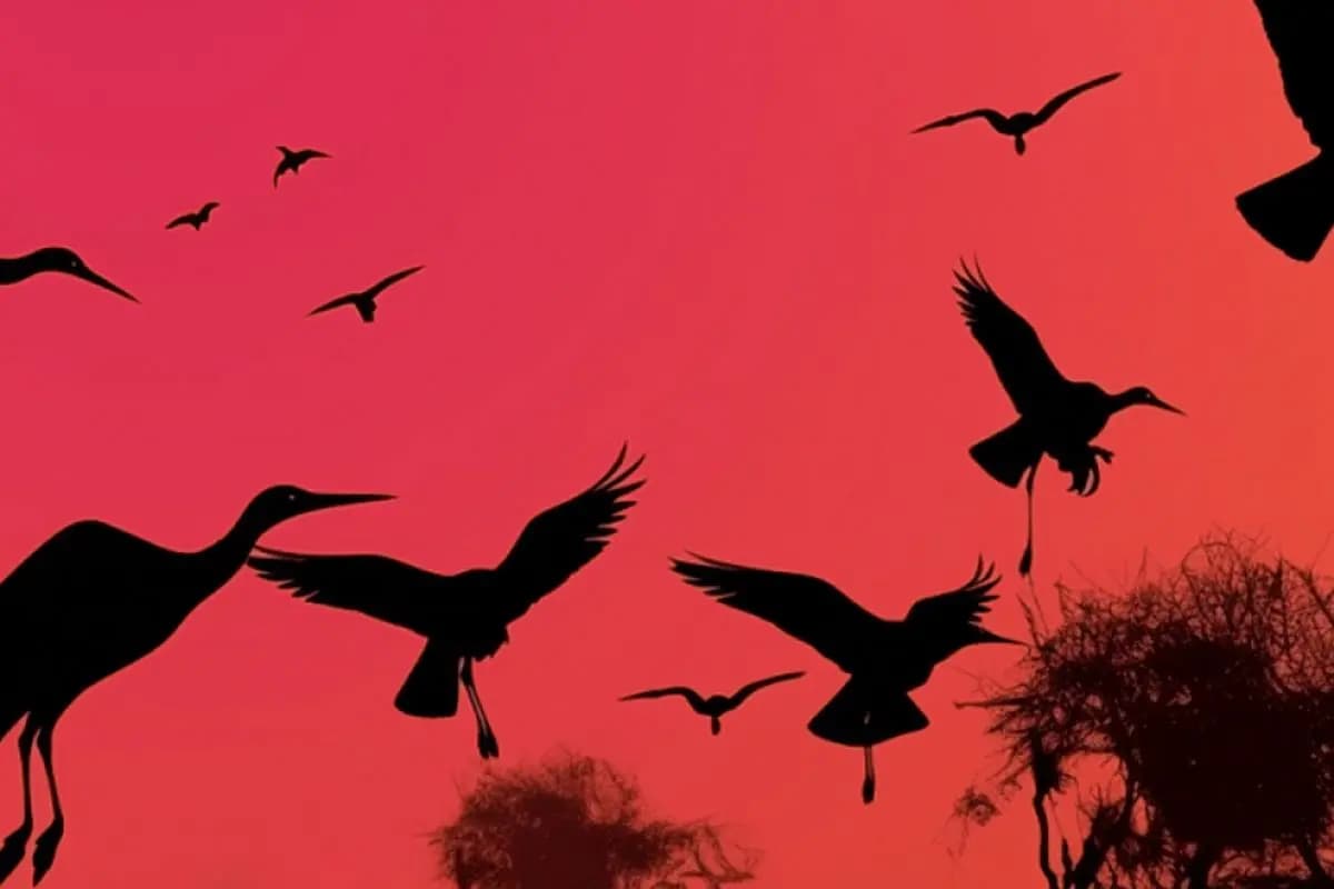 Оркестр орган шоу: Шедевры Поля Мориа, Джеймса Ласта, Стинга, Эннио Морриконе (Кафедральный собор Святых Петра и Павла)