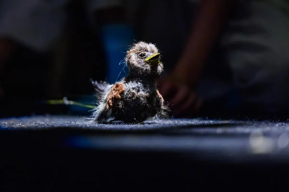 Воробьишко (Театр марионеток им. Деммени)