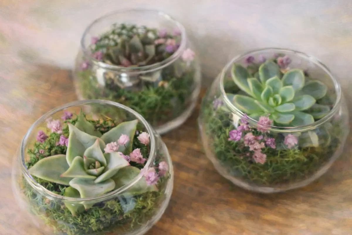 Создание живого флорариума (Архангельское)