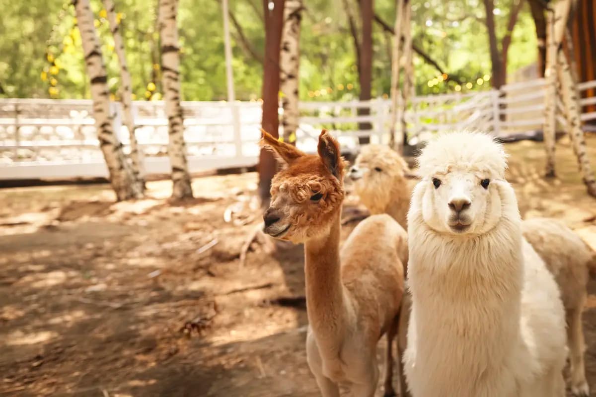Парк альпак «Симба» (Парк альпак «Симба»)