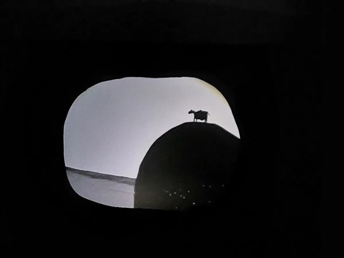 Ёжик-ёжик (Скарабей)