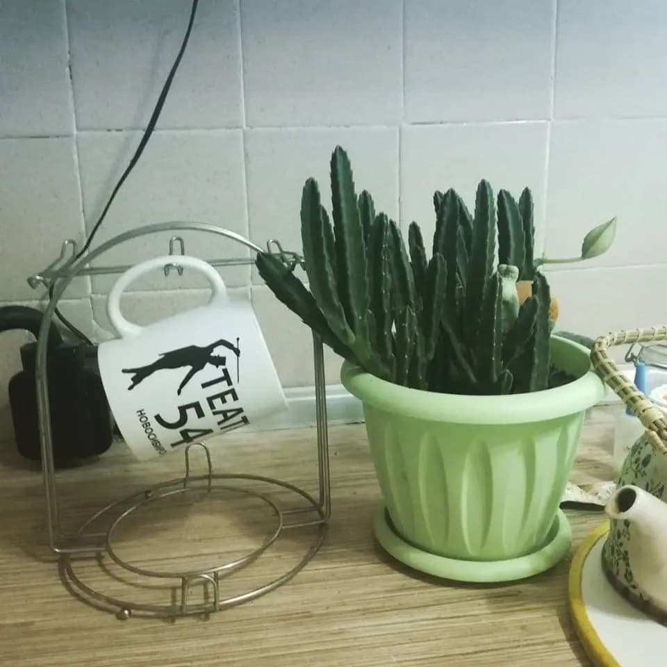 Джек-пот (Художественный музей)