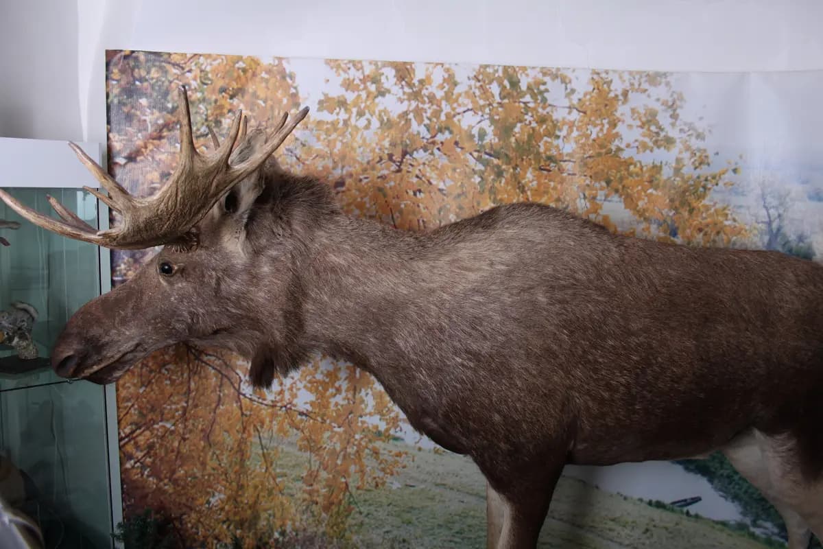 Животный мир Томской области (Краеведческий музей им. Шатилова)