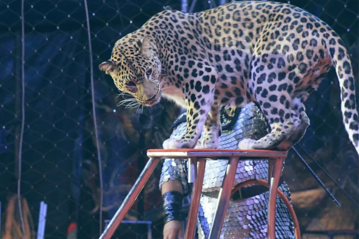 Цирк-шапито «Золотой дракон». Шоу персидских леопардов (Цирк-шапито «Золотой дракон»)