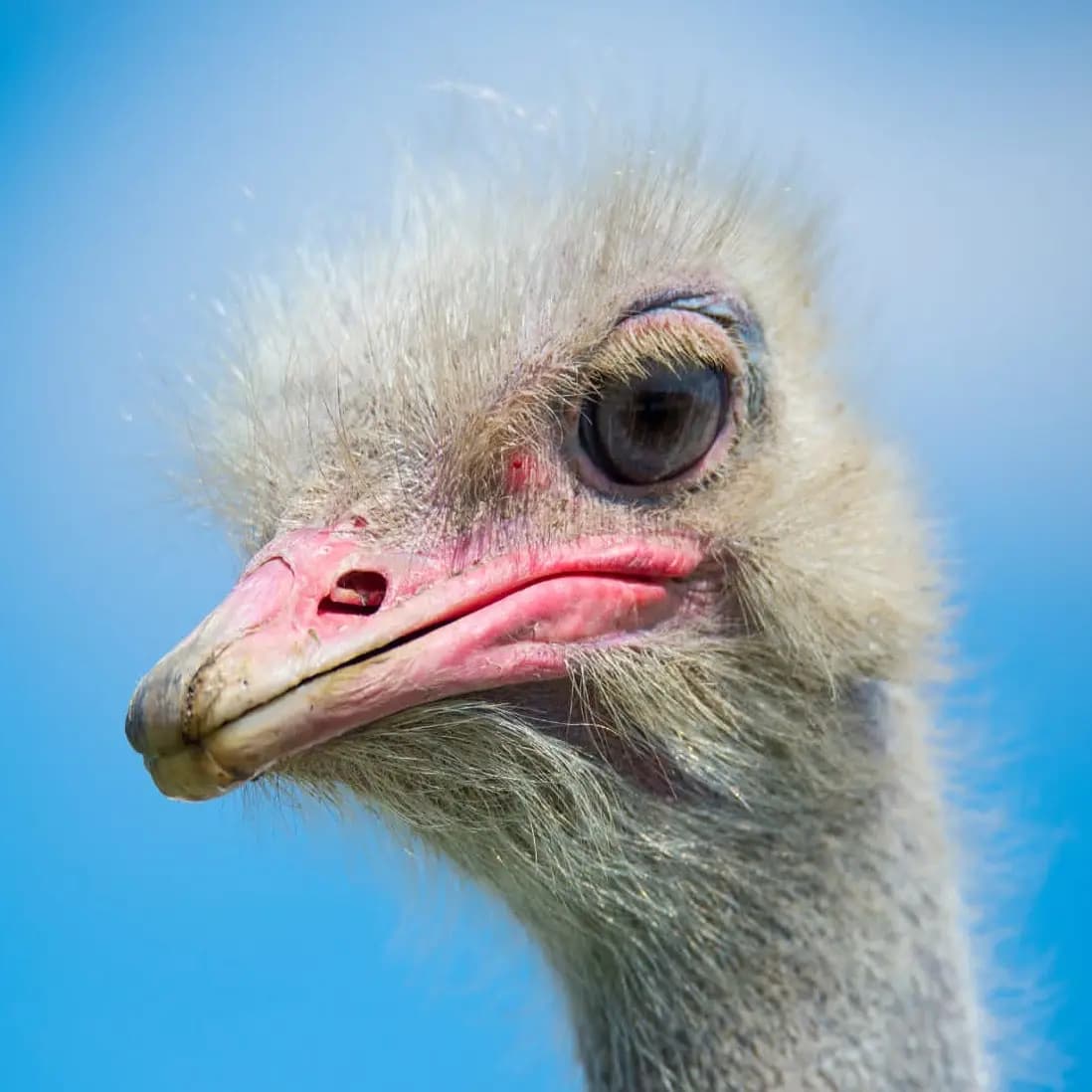 Парк живой природы «ДоДо» (Парк живой природы «До-До» (Натухаевская))