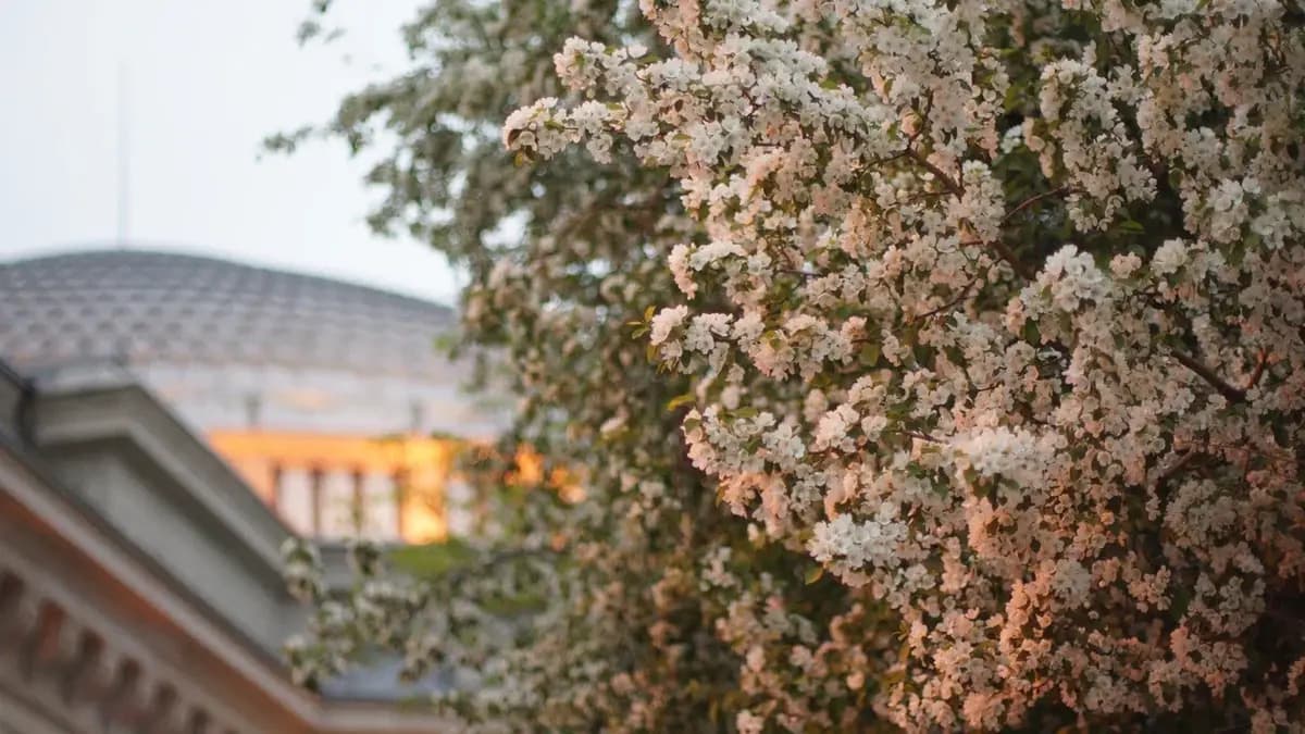 Славный май (НОВАТ)